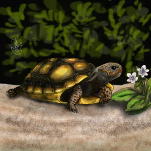 La ilustración digital zoológica es una herramienta fundamental para comunicar de forma visual las características de animales, ecosistemas y especies silvestres. A través de técnicas de ilustración digital, es posible representar con precisión detalles anatómicos, comportamientos y hábitats que facilitan la comprensión de información científica, educativa y divulgativa. Este tipo de ilustraciones son ampliamente utilizadas en libros, revistas especializadas, cartillas educativas, museos, parques naturales y proyectos de conservación ambiental.